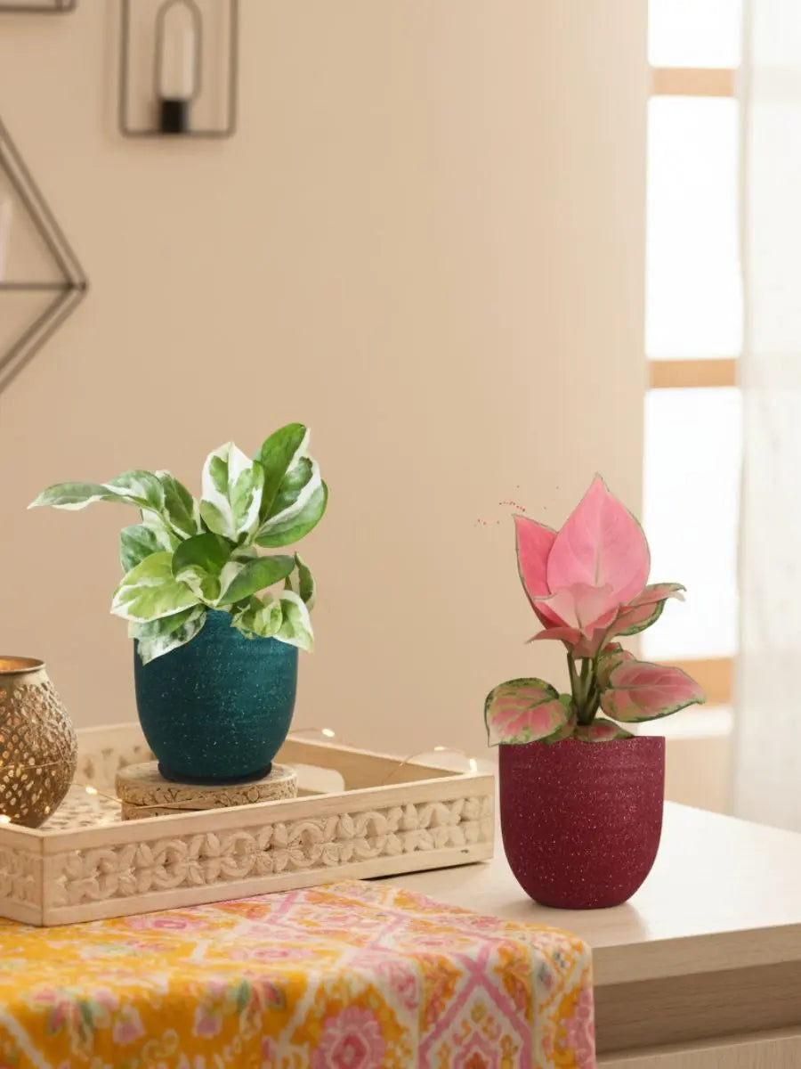 Office Desk Plants Combo (Small)