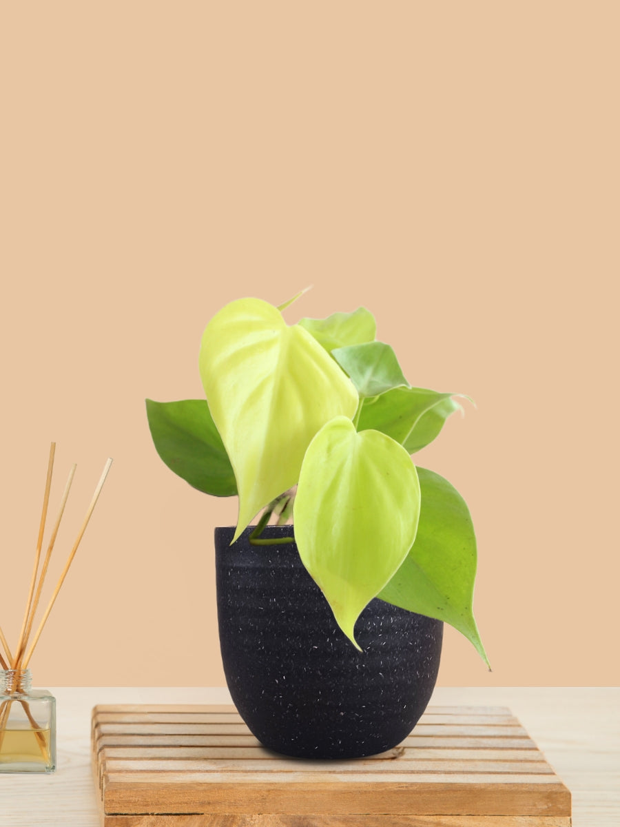 Oxycardium Golden (Small) in Eco Pot