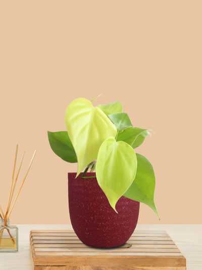 Oxycardium Golden (Small) in Eco Pot