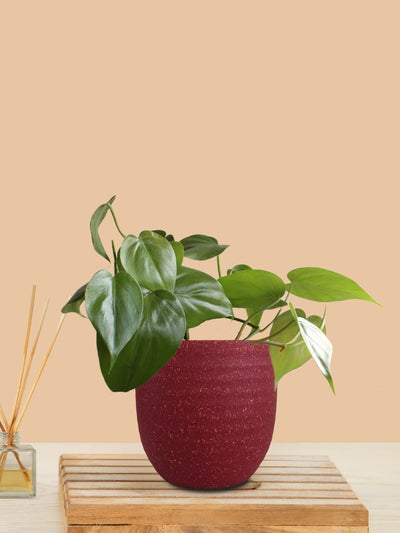 Oxycardium Green (Small) in Eco Pot