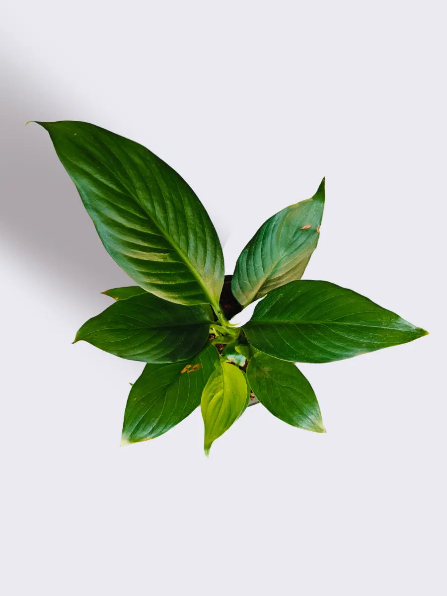 Indoor Plants Combo for Home Decor in Eco Pots (Small)