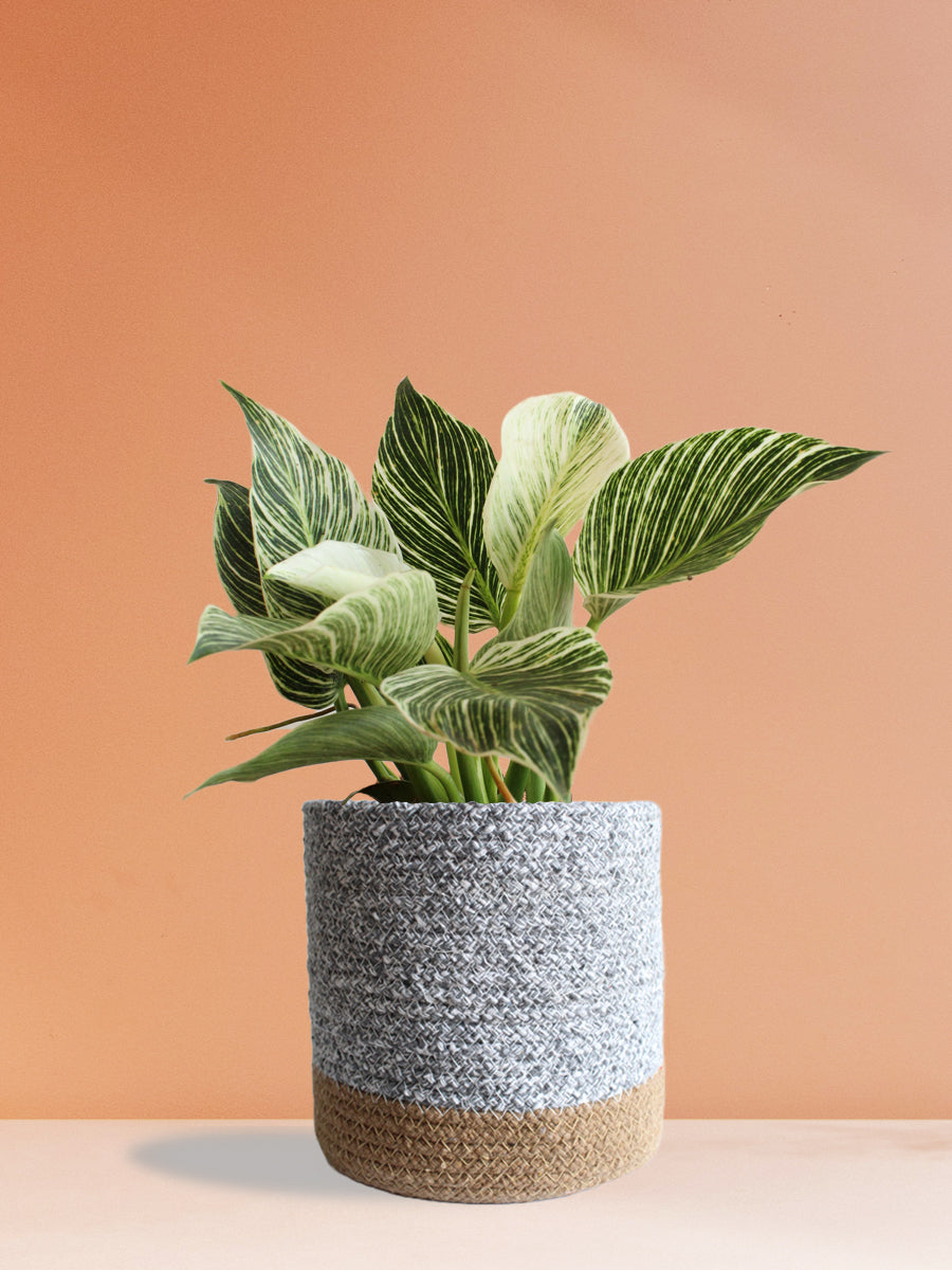 Philodendron Birkin (Large)