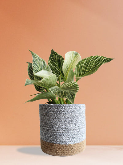 Philodendron Birkin (Large)