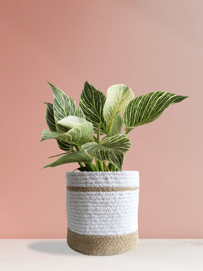 Philodendron Birkin (Large)