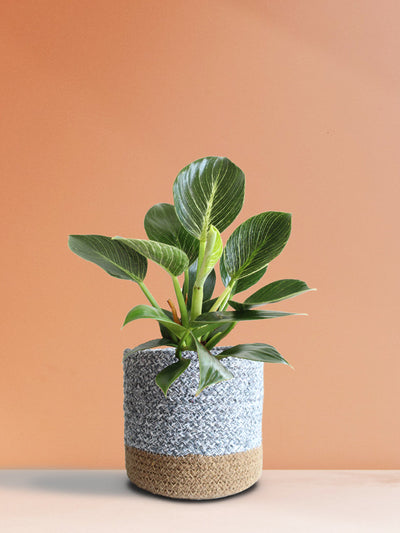 Philodendron Birkin (Medium)