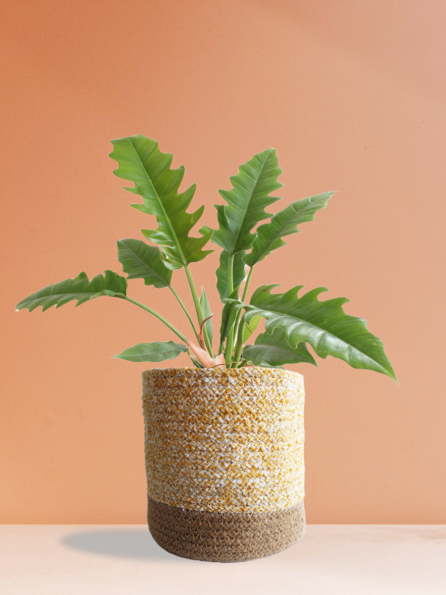 Philodendron Narrow Escape (Large)