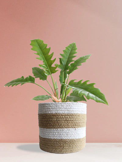 Philodendron Narrow Escape (Large)