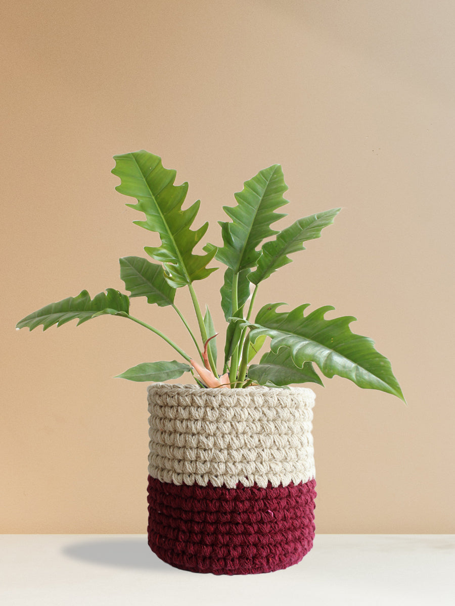 Philodendron Narrow Escape (Large)