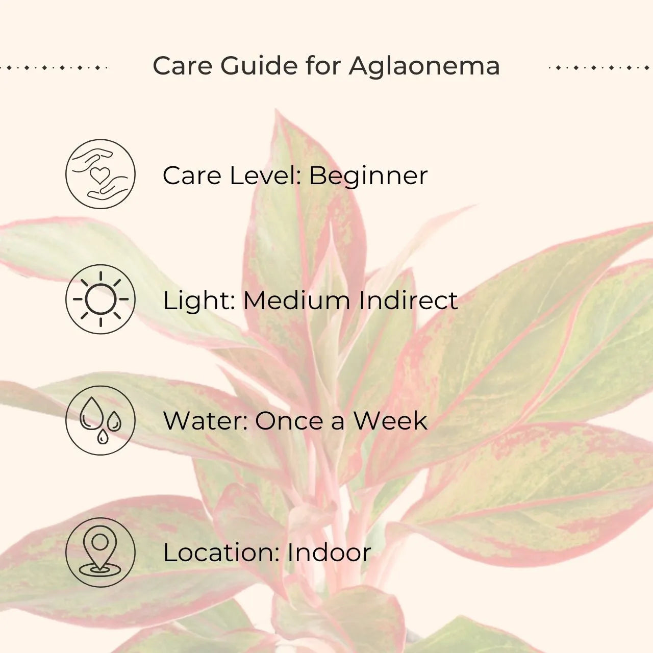 Aglaonema Red Lipstick (Small) in Eco Pot