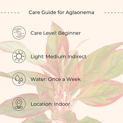 Aglaonema Red Lipstick (Small) in Eco Pot