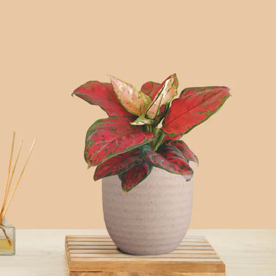 Aglaonema Red Beauty (Small) in Eco Pot