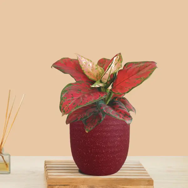 Aglaonema Red Beauty (Small) in Eco Pot