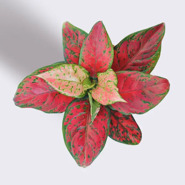 Aglaonema Red Beauty (Small) in Eco Pot