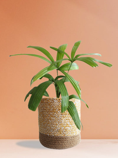 Rhapis Palm (Large)