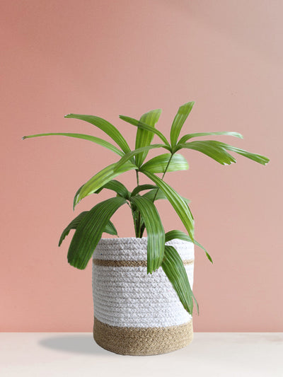 Rhapis Palm (Large)