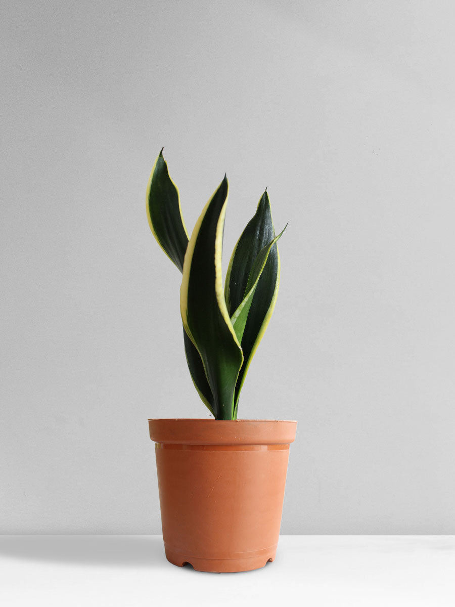 Snake Plant Black Jack (Medium)