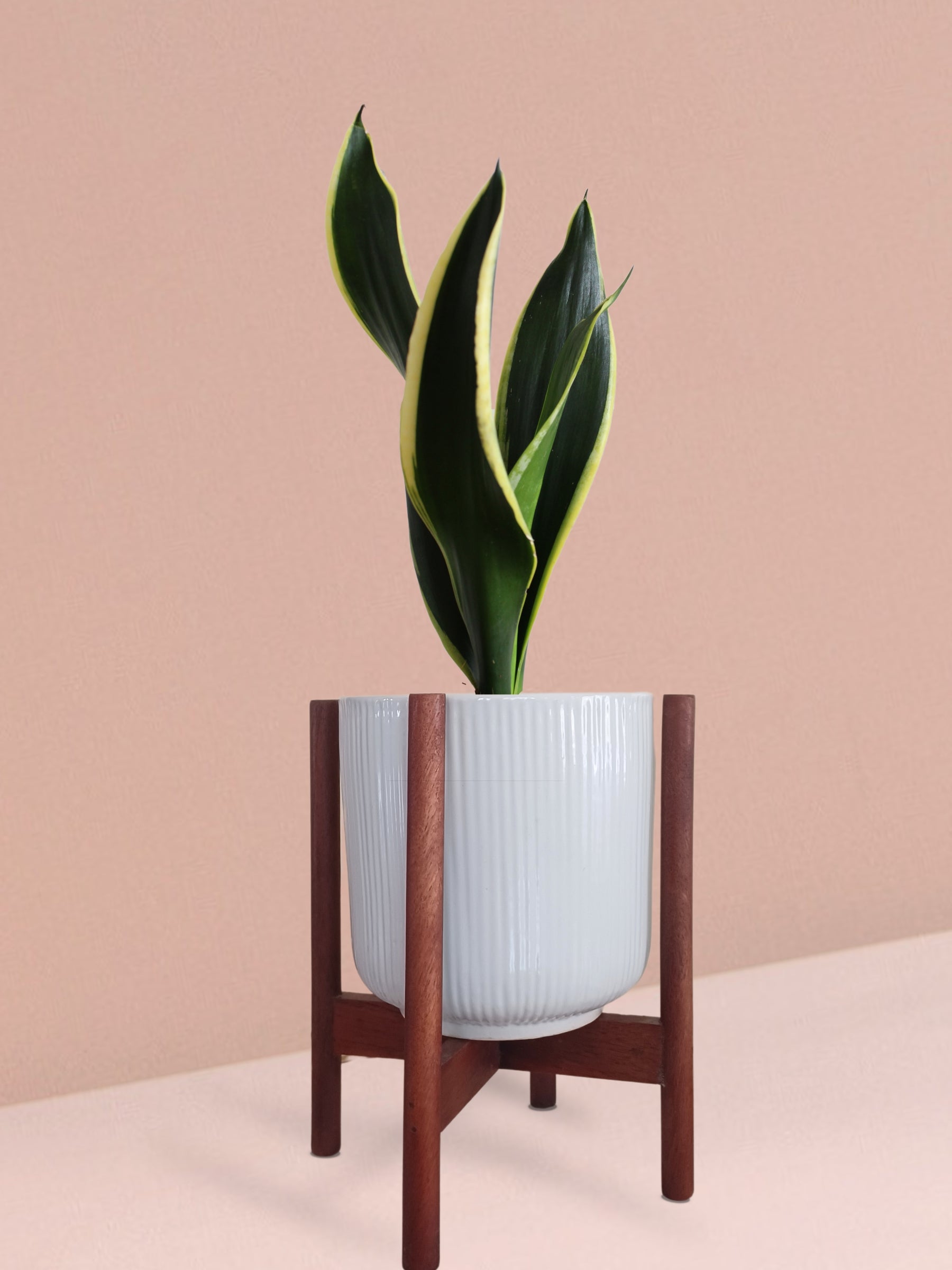 Snake Plant Black Jack in Ceramic Pot (Medium)