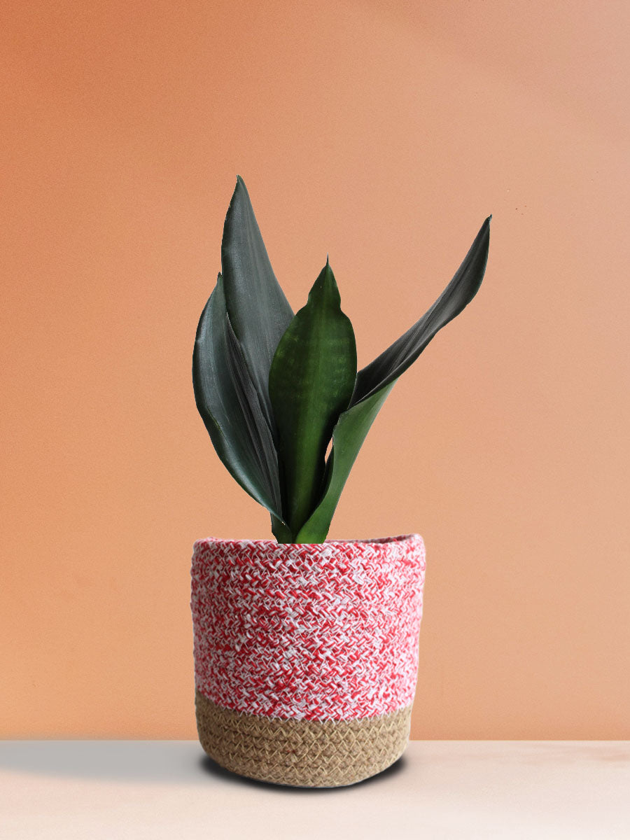 Snake Plant Black Dragon (Medium)