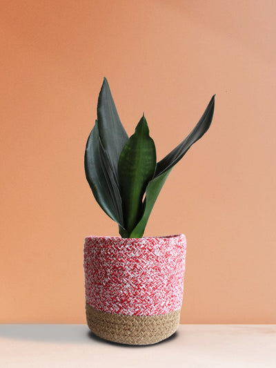Snake Plant Black Dragon (Medium)