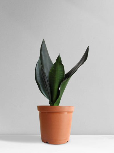 Snake Plant Black Dragon (Medium)