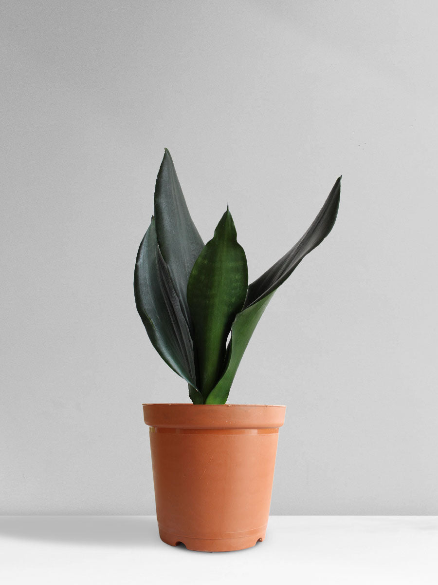 Snake Plant Black Dragon (Medium)