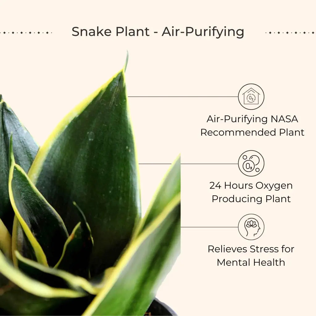 Air Purifying Plants Combo for Home in Eco Pots (Small)