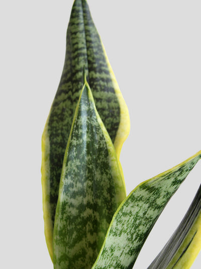 Snake Plant Futura Superba (Medium)