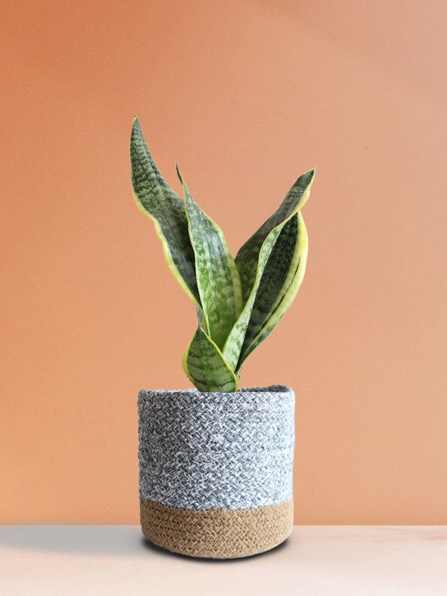 Snake Plant Futura Superba (Medium)