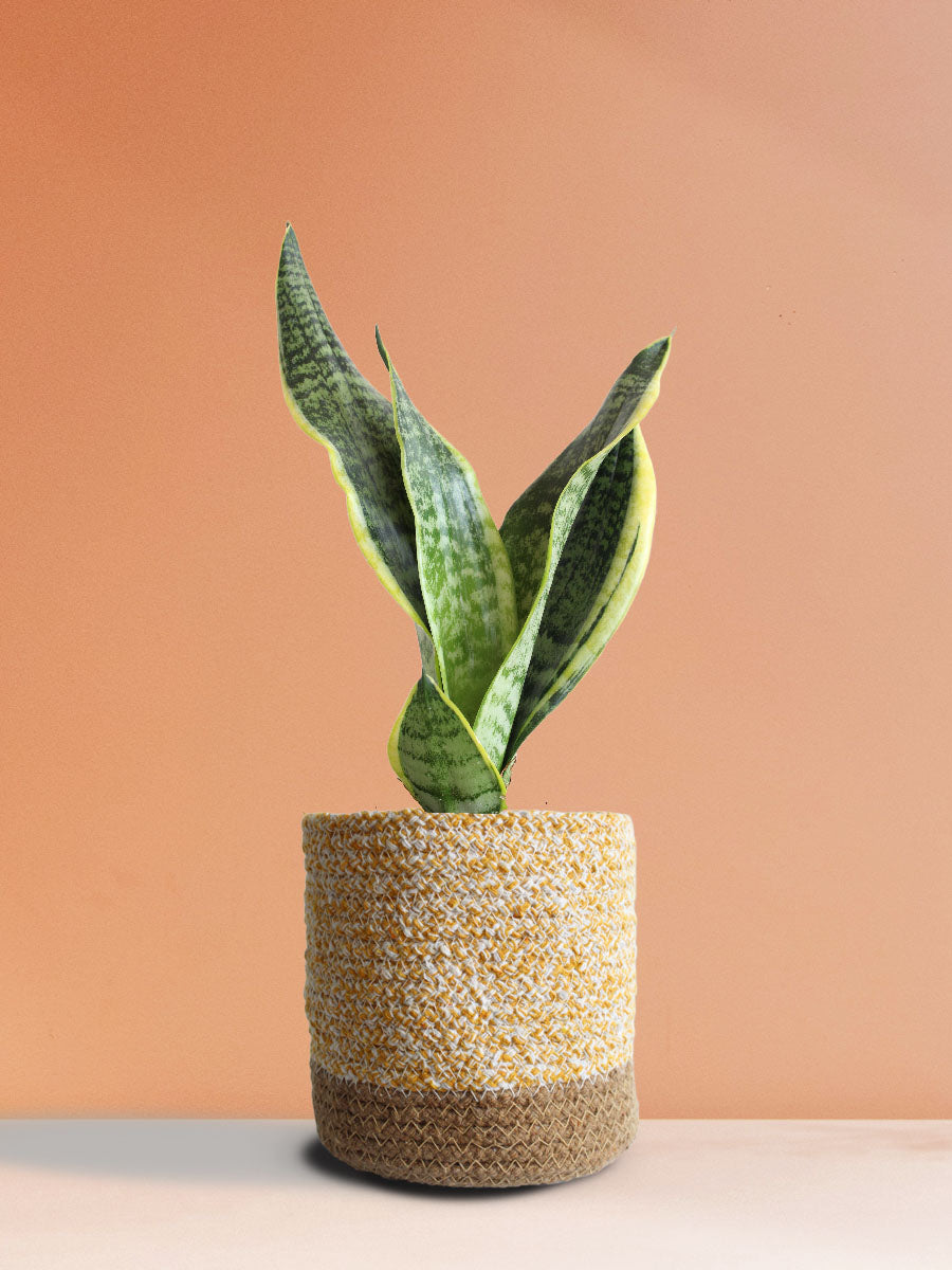 Easy-Care Air-Purifying Plants Combo