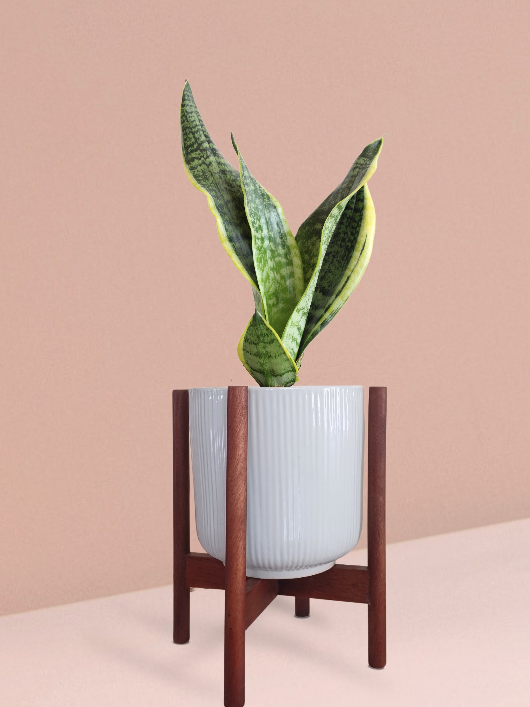 Snake Plant Futura Superba in Ceramic Pot (Medium)