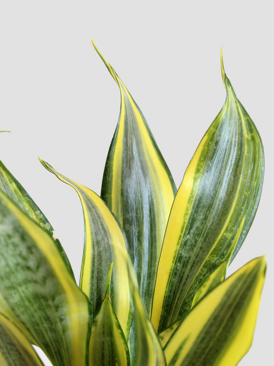 Snake Plant Golden Hahnii (Medium)