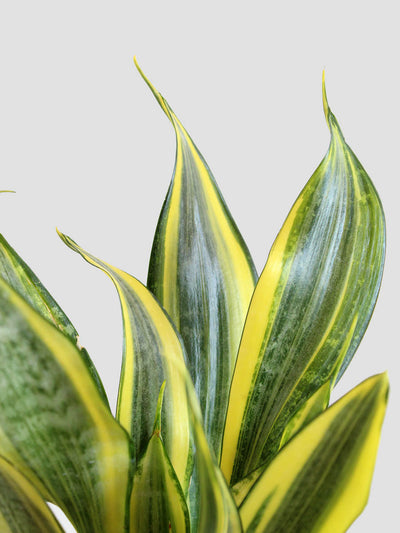 Snake Plant Golden Hahnii (Medium)