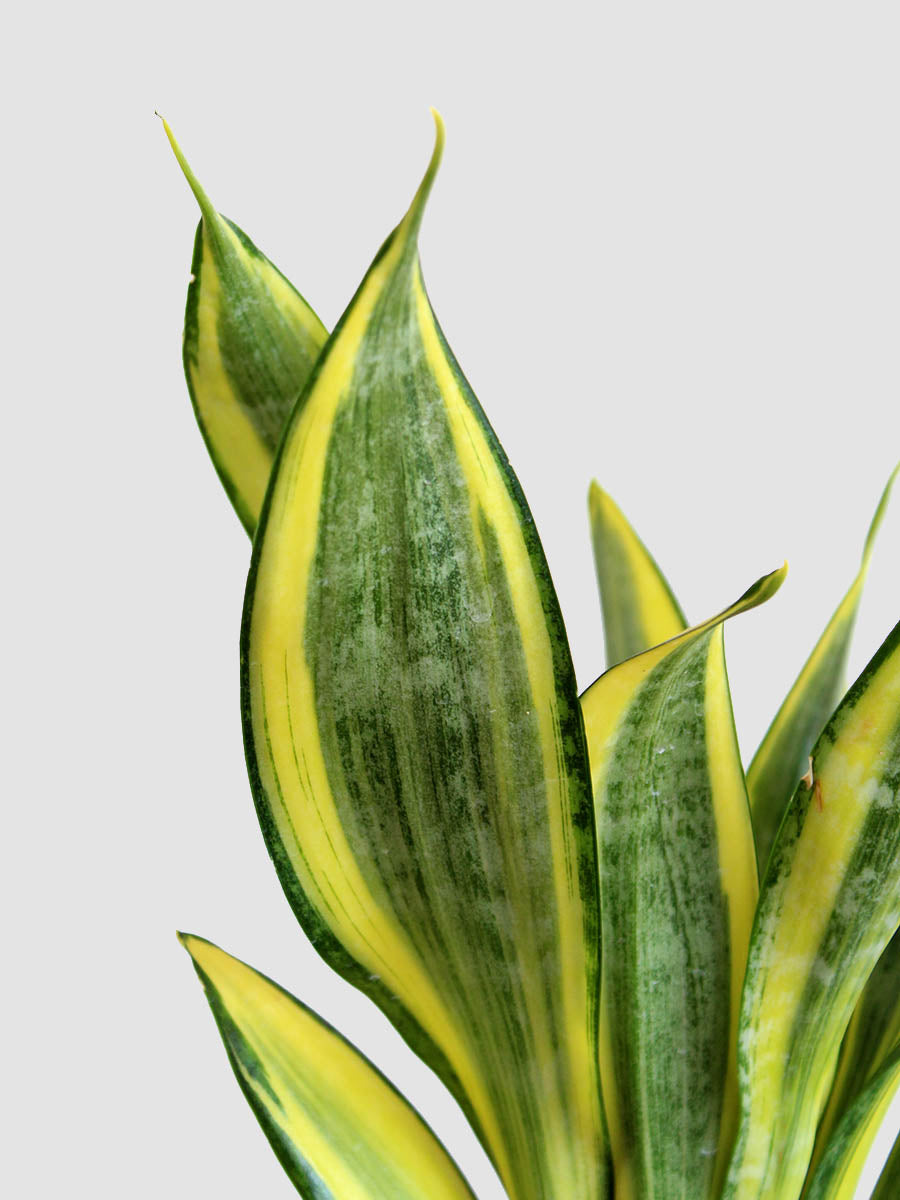Snake Plant Golden Hahnii (Medium)
