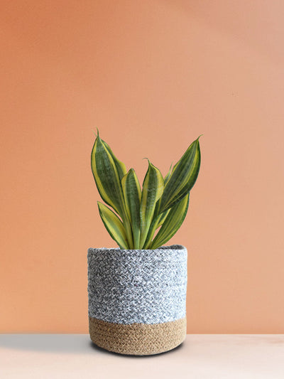 Snake Plant Golden Hahnii (Medium)