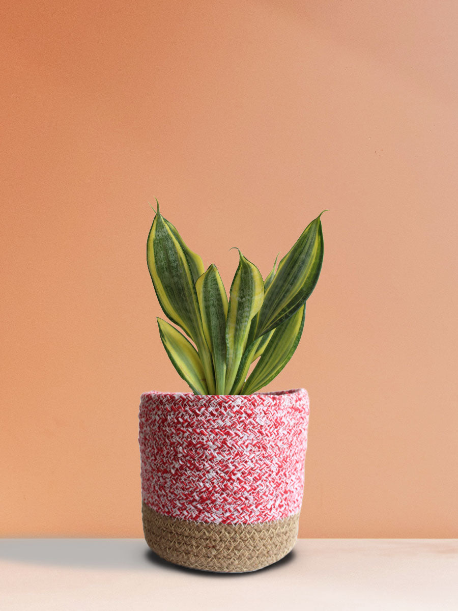Snake Plant Golden Hahnii (Medium)