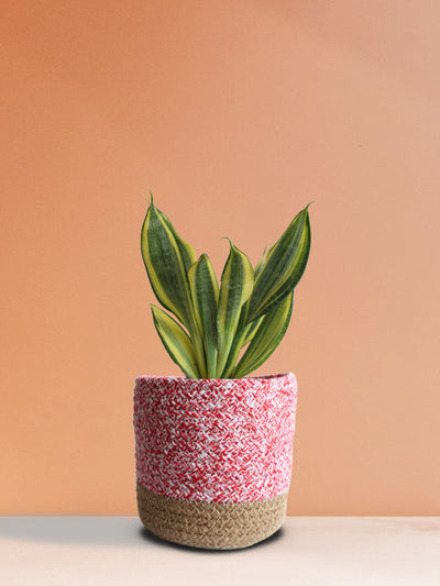 Snake Plant Golden Hahnii (Medium)