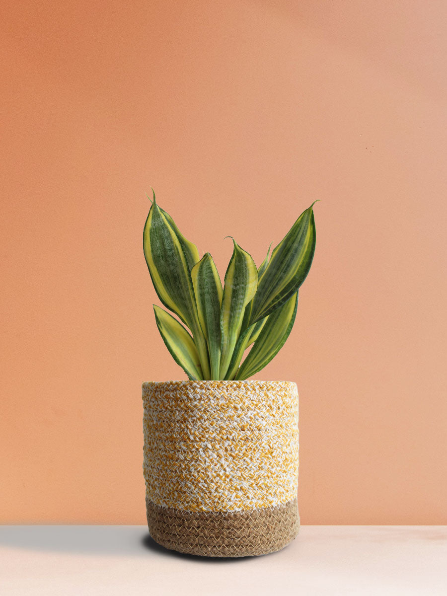 Snake Plant Golden Hahnii (Medium)