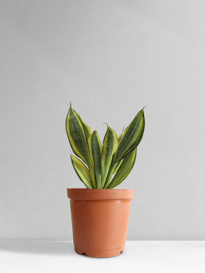 Snake Plant Golden Hahnii (Medium)
