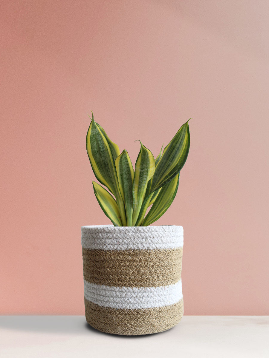 Snake Plant Golden Hahnii (Medium)