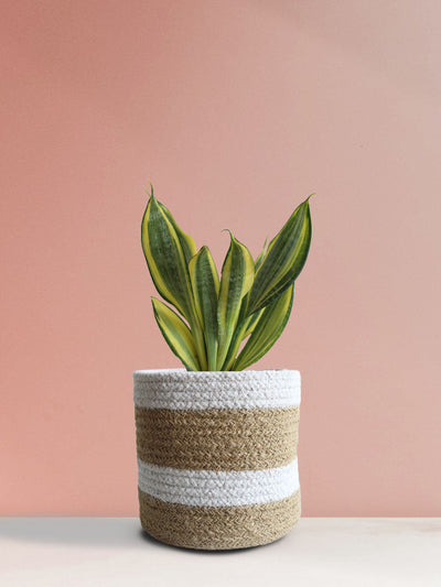 Snake Plant Golden Hahnii (Medium)