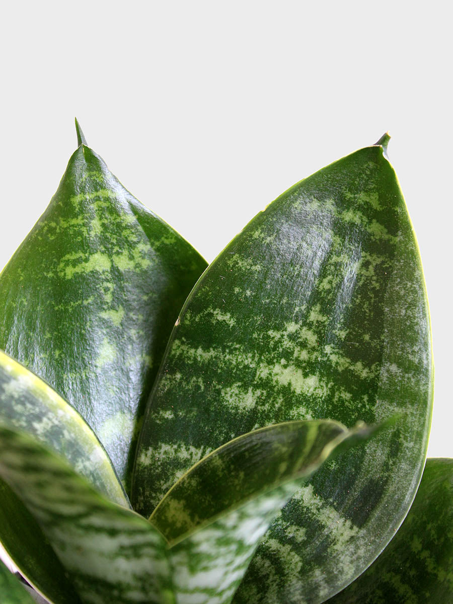 Snake Plant Hahnii (Medium)