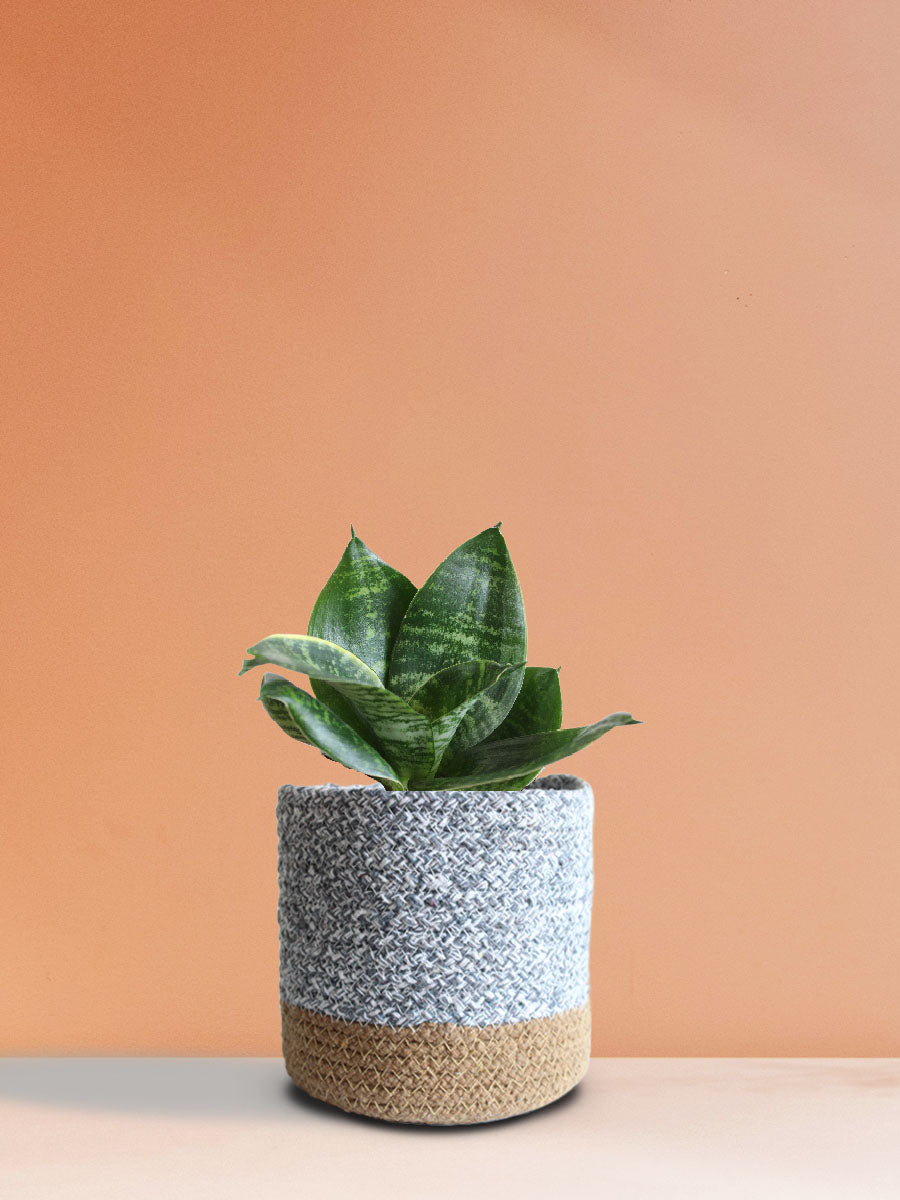 Snake Plant Hahnii (Medium)