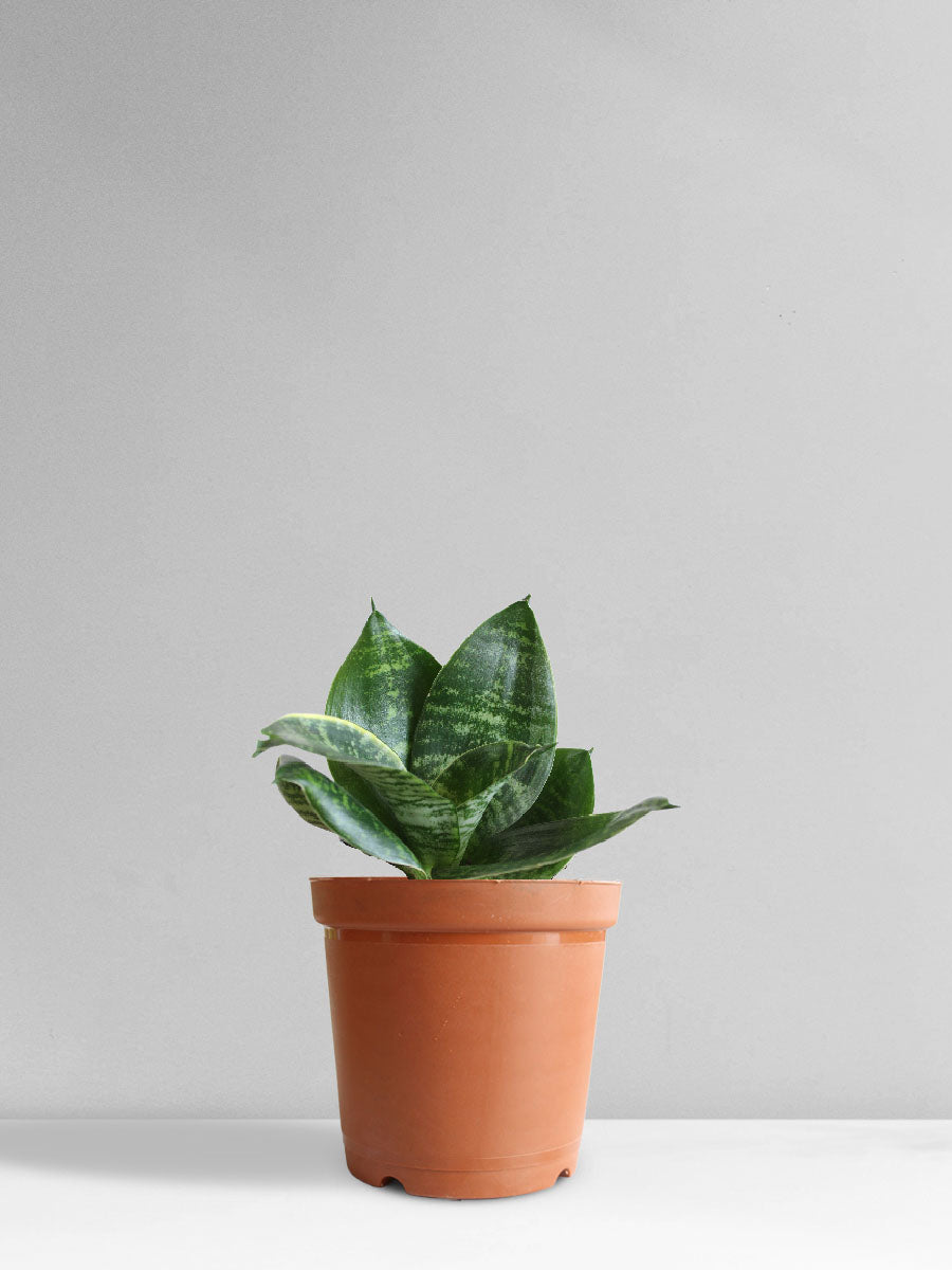 Snake Plant Hahnii (Medium)