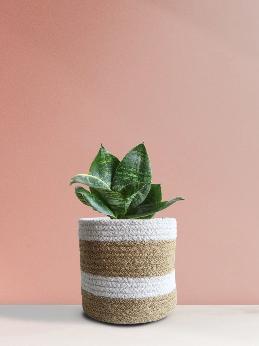Snake Plant Hahnii (Medium)