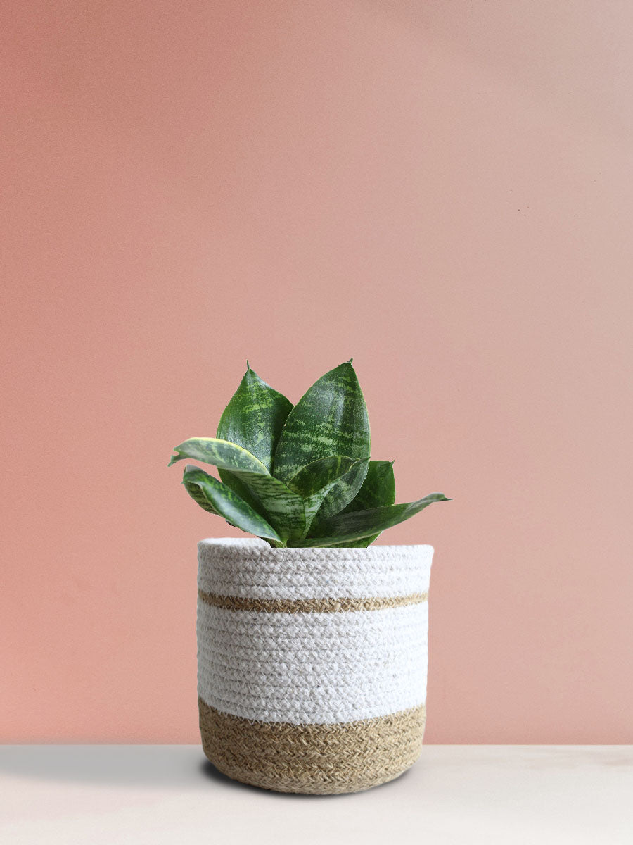 Snake Plant Hahnii (Medium)