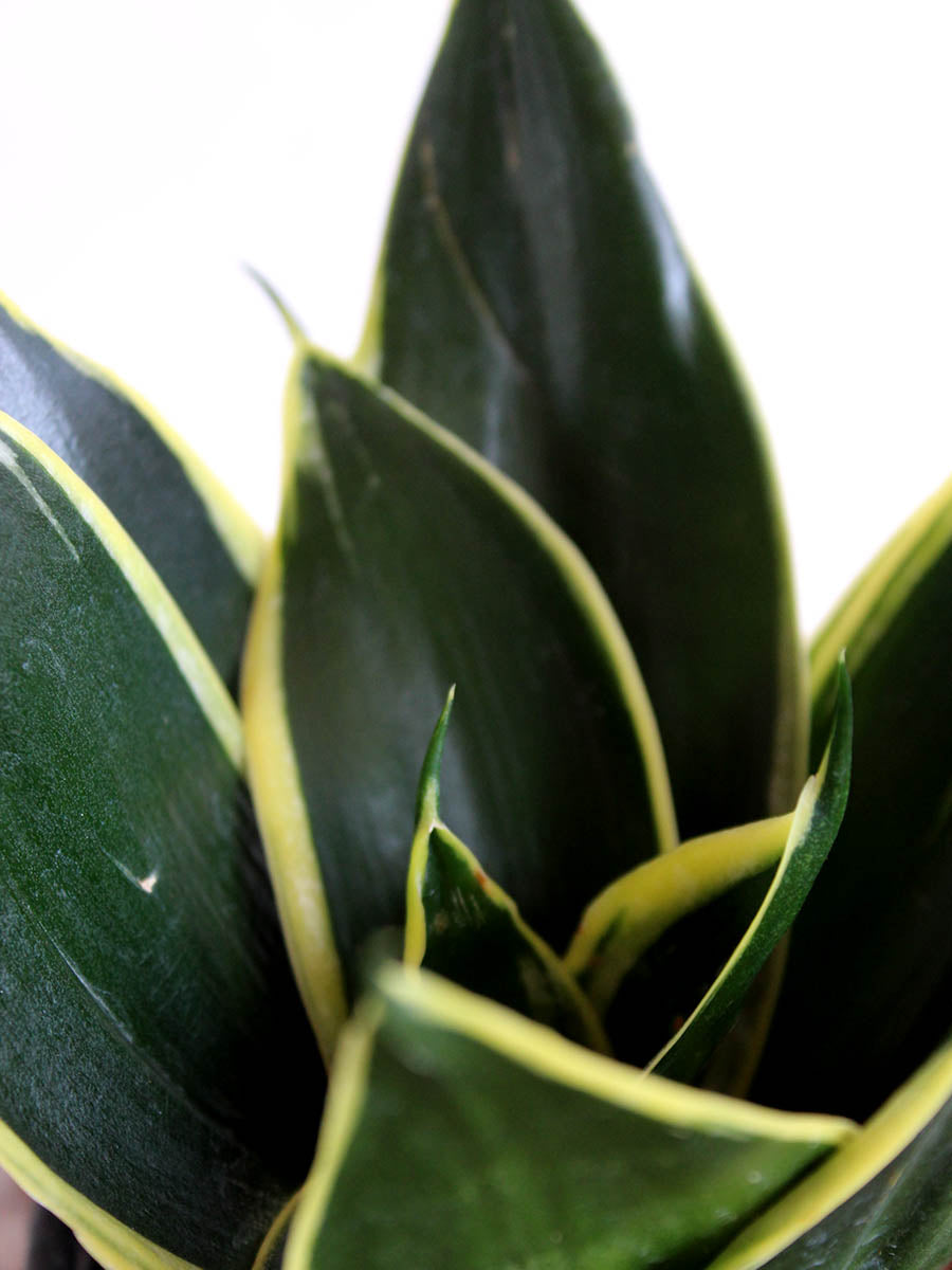 Lotus Golden Snake Plant (Small) in Eco Pot
