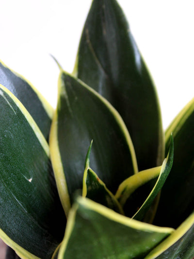 Lotus Golden Snake Plant (Small) in Eco Pot