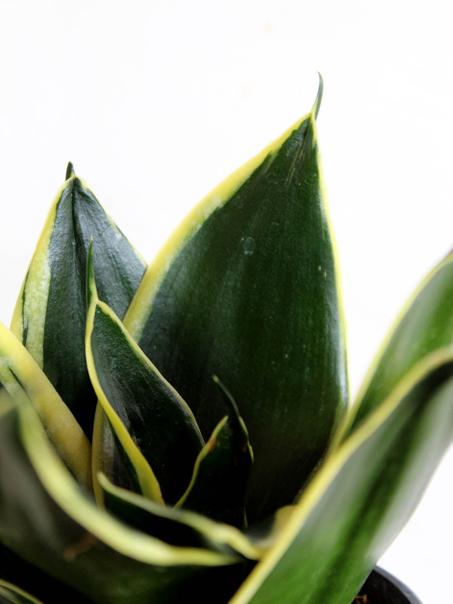 Lotus Golden Snake Plant (Small) in Eco Pot