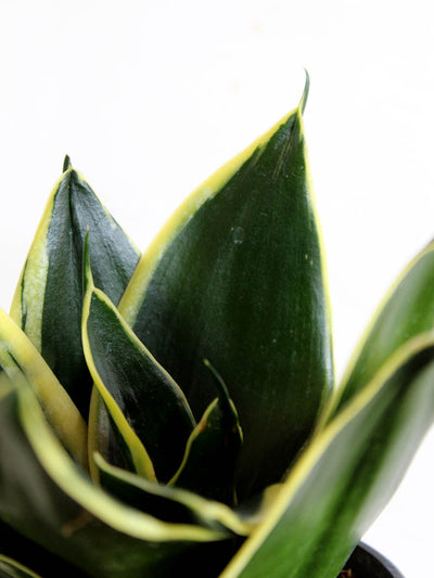 Lotus Golden Snake Plant (Small) in Eco Pot