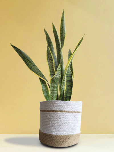 Snake Plant Laurentii (X-Large)
